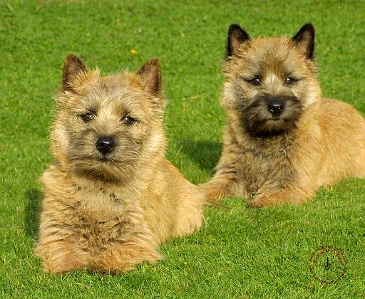 Cairn Terrier puppies 9W048D-035.JPG